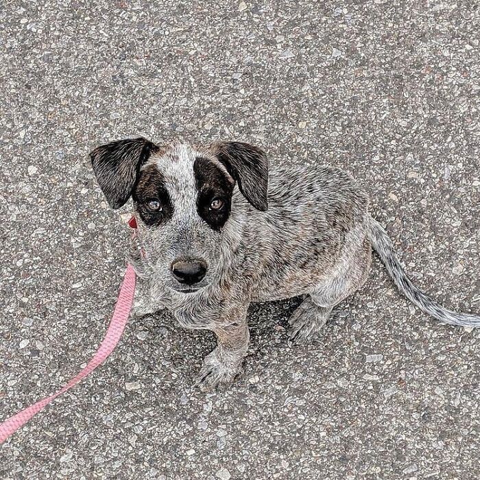 A small, spotted puppy with dark patches around its eyes sitting on pavement with a pink leash, an adorable dog image.