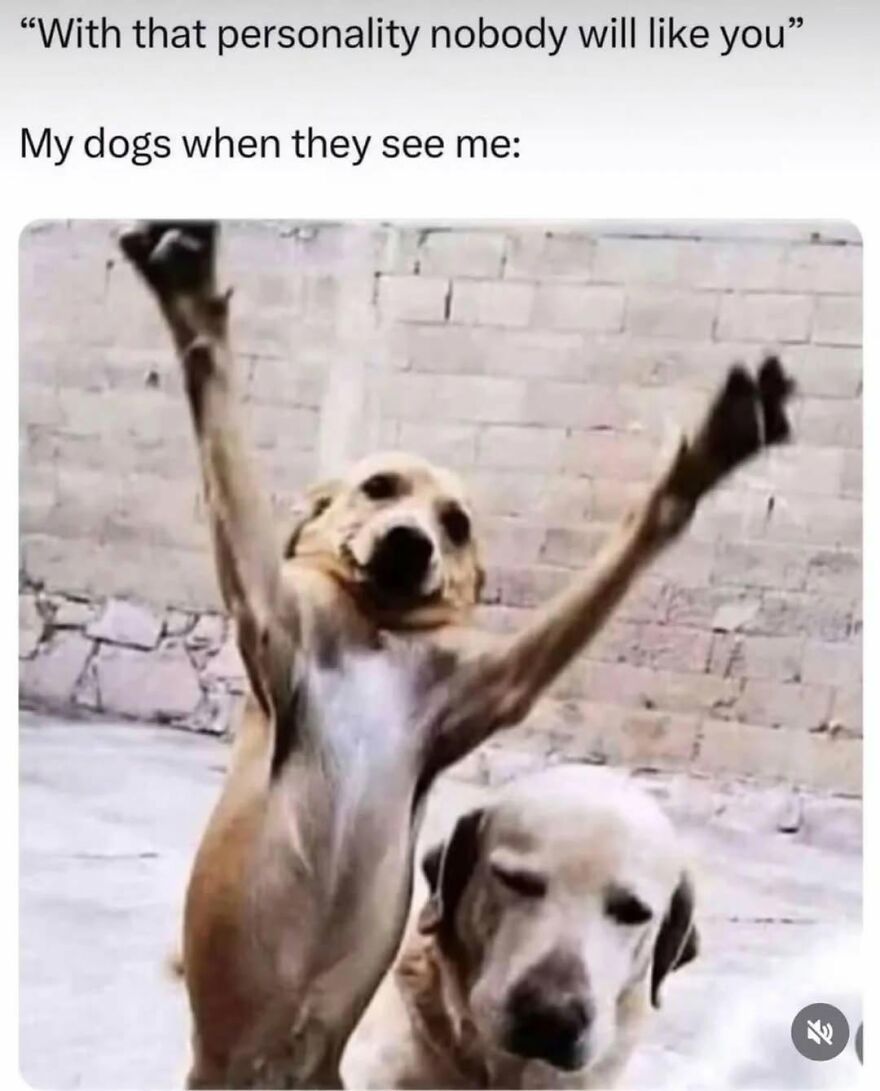 A meme with two dogs, one jumping excitedly and the other calm, illustrating animal memes.