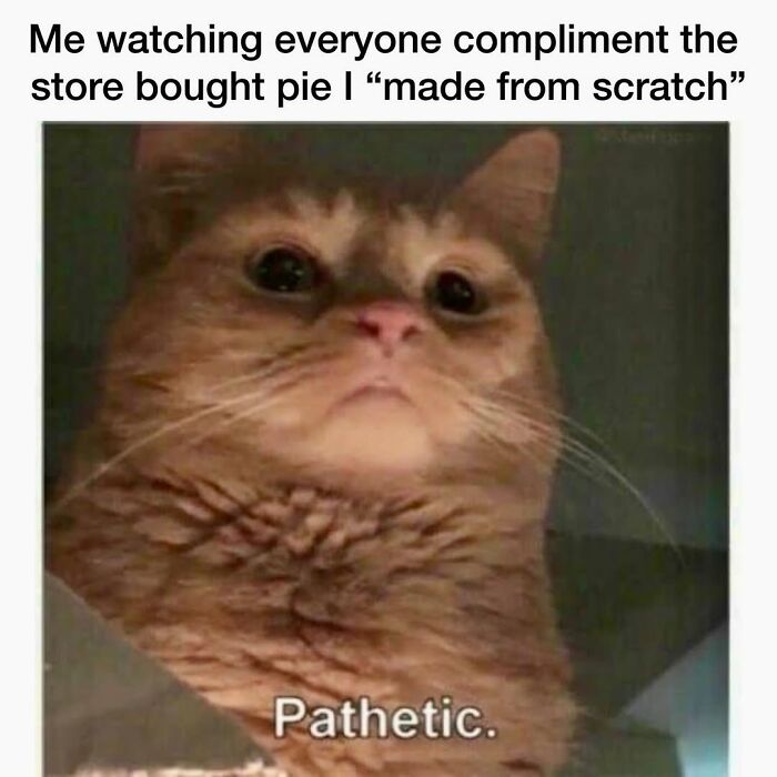 An orange cat meme with a sad expression, captioned Pathetic, humorously portraying life with a tiny four-legged menace.