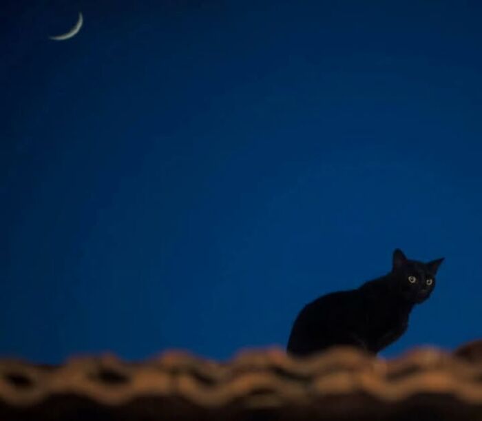 “The Secret Lives Of India’s Street Cats”: 24 Heartwarming Photos That Turn Everyday Felines Into Unforgettable Stars