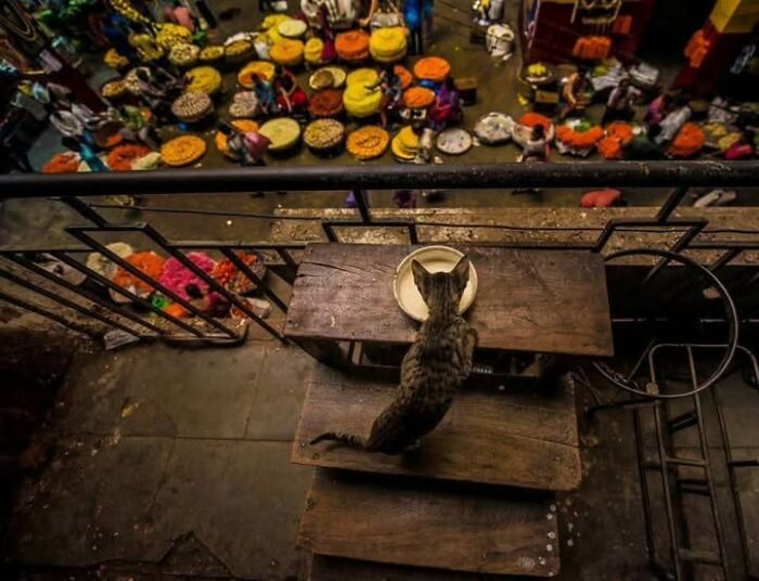 “The Secret Lives Of India’s Street Cats”: 24 Heartwarming Photos That Turn Everyday Felines Into Unforgettable Stars