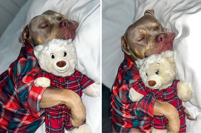 A cute dog wearing plaid pajamas, sleeping soundly and hugging a teddy bear, a heartwarming dog image.