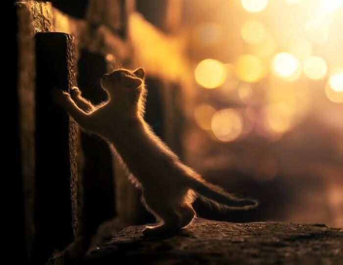 “The Secret Lives Of India’s Street Cats”: 24 Heartwarming Photos That Turn Everyday Felines Into Unforgettable Stars