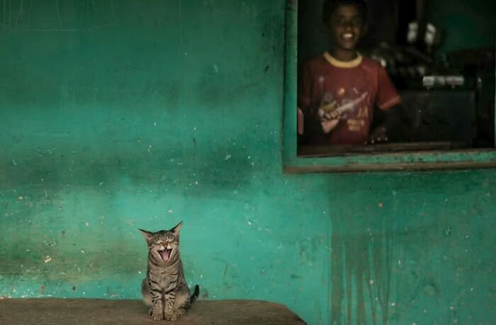 “The Secret Lives Of India’s Street Cats”: 24 Heartwarming Photos That Turn Everyday Felines Into Unforgettable Stars