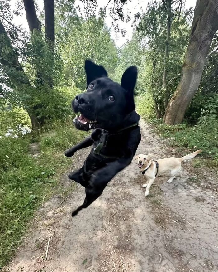 A black dog leaping in mid-air on a dirt path with another dog in the background, showcasing artistic dog images.