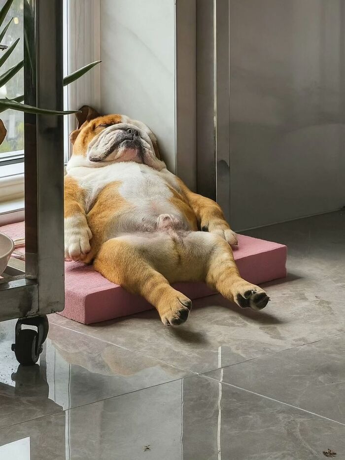 An artistic image of a bulldog sprawled out on a pink mat, sleeping soundly next to a window, a classic dog image.