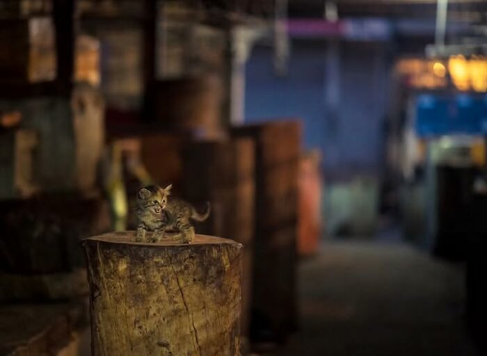 “The Secret Lives Of India’s Street Cats”: 24 Heartwarming Photos That Turn Everyday Felines Into Unforgettable Stars
