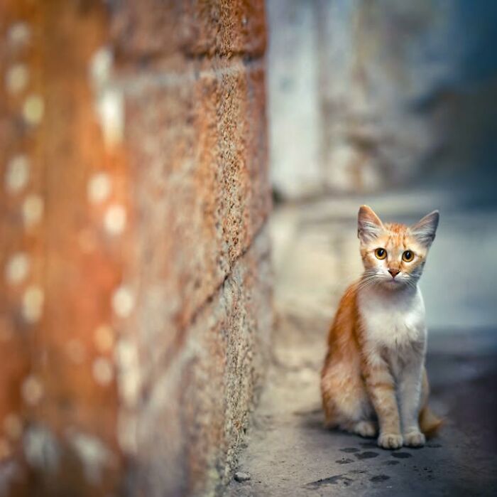 “The Secret Lives Of India’s Street Cats”: 24 Heartwarming Photos That Turn Everyday Felines Into Unforgettable Stars