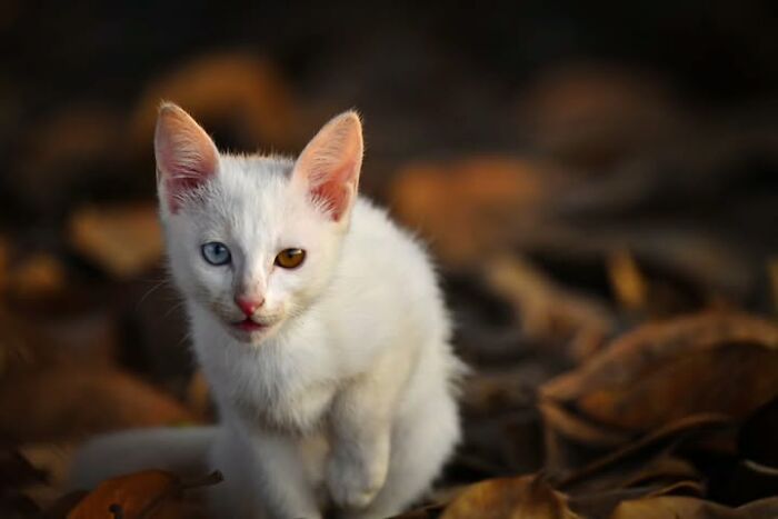 “The Secret Lives Of India’s Street Cats”: 24 Heartwarming Photos That Turn Everyday Felines Into Unforgettable Stars
