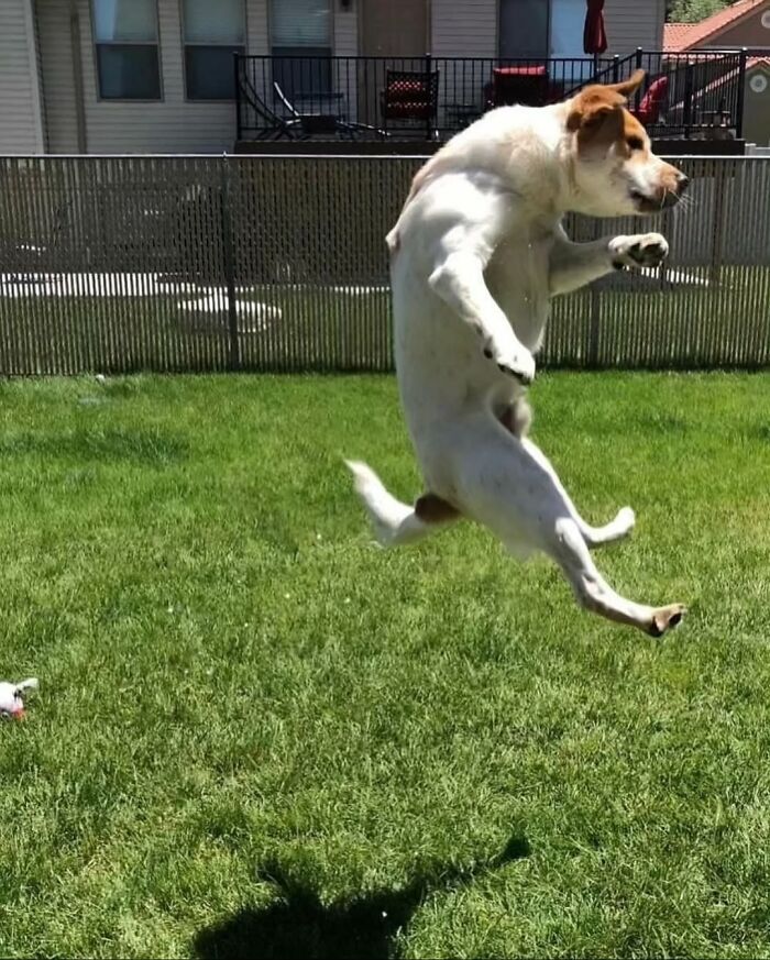 A white and brown dog captured mid-air during a jump in a grassy backyard, an artistic dog image.