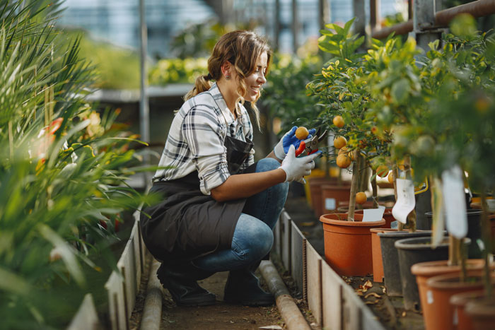A woman pruning a small potted orange tree in a greenhouse, representing a Millennial crisis hobby. A woman pruning a small potted orange tree in a greenhouse, representing a Millennial crisis hobby.