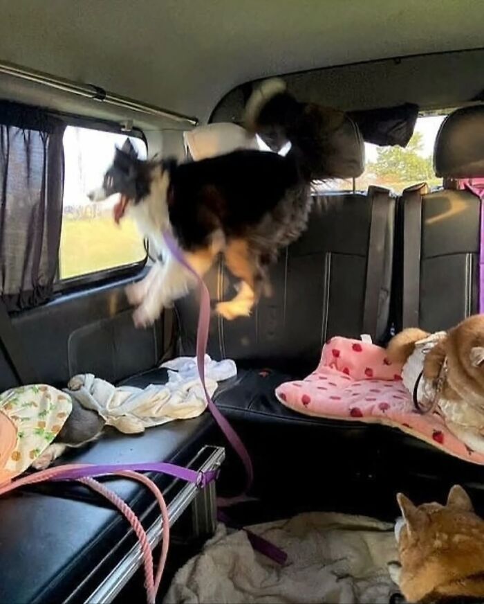 Absurd pure photography of a dog leaping excitedly inside the back of a van.