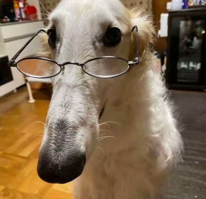 A long-nosed dog wearing small spectacles, a funny and absurd dog image.