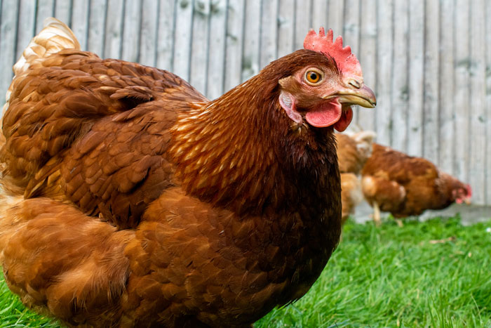 A brown chicken standing in green grass, with other chickens in the background, showing unhinged house rules related to pets or farm animals.