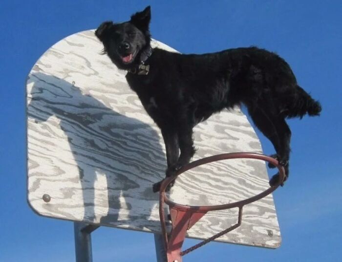 A black dog standing on top of a basketball hoop with a blue sky background, an artistic and absurd dog image.