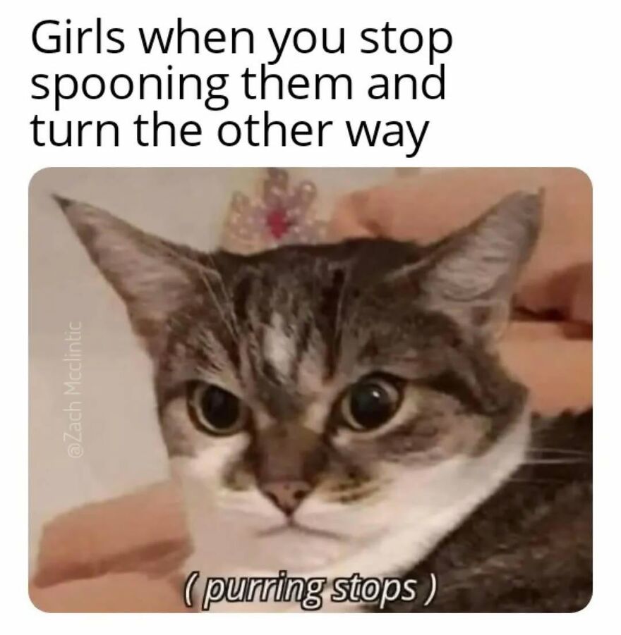 Relatable animal meme with a cat looking displeased, its purring stopped, capturing funny animals.