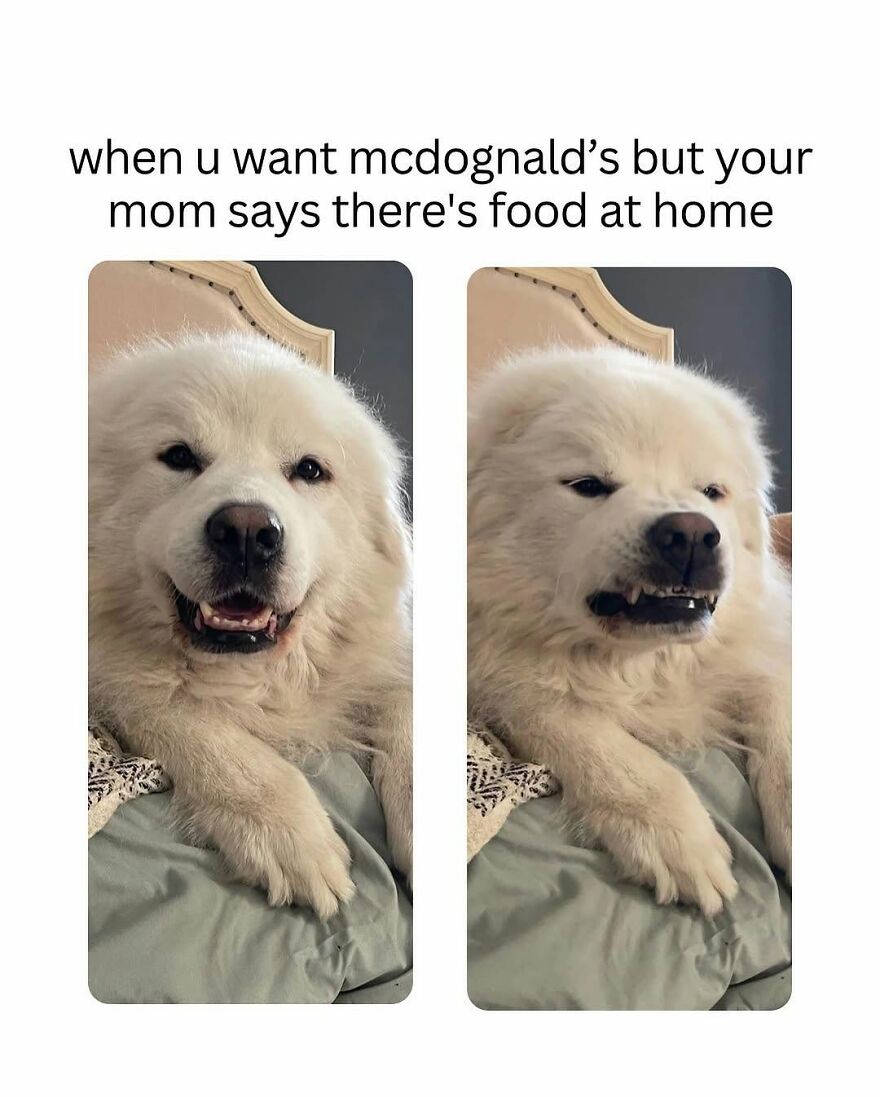 Amusing animal meme displaying a fluffy white dog with contrasting happy and unhappy expressions, showcasing animals.