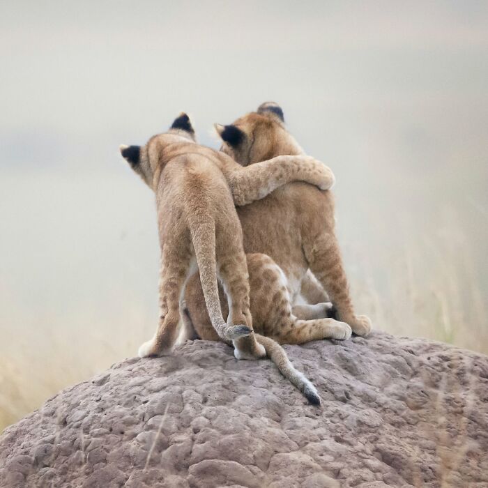 40 Amazing Animal Photos That Prove Nature And Pets Never Run Out Of Surprises