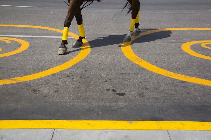 Horse legs with yellow wraps on a street with yellow painted lines, capturing an urban scene for a street photography award.