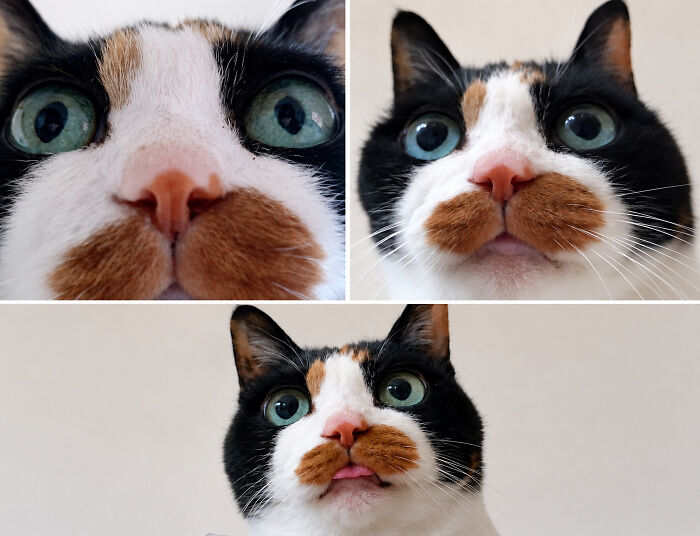 Funny faces of a calico cat with big eyes and various expressions, perfect for cat pics lovers.