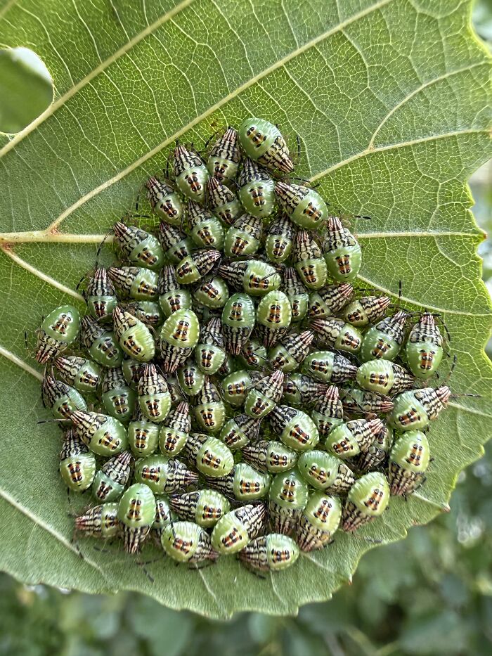 A cluster of tiny green insects, possibly stink bug nymphs, on a large green leaf, an interesting animal photo.