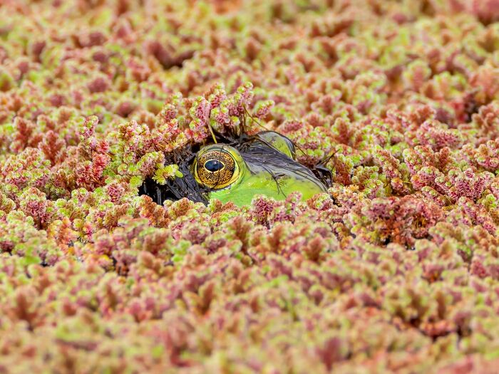 40 Amazing Animal Photos That Prove Nature And Pets Never Run Out Of Surprises