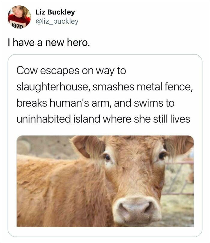 A cow that escaped a slaughterhouse and swam to an island, a wholesome post about freedom.