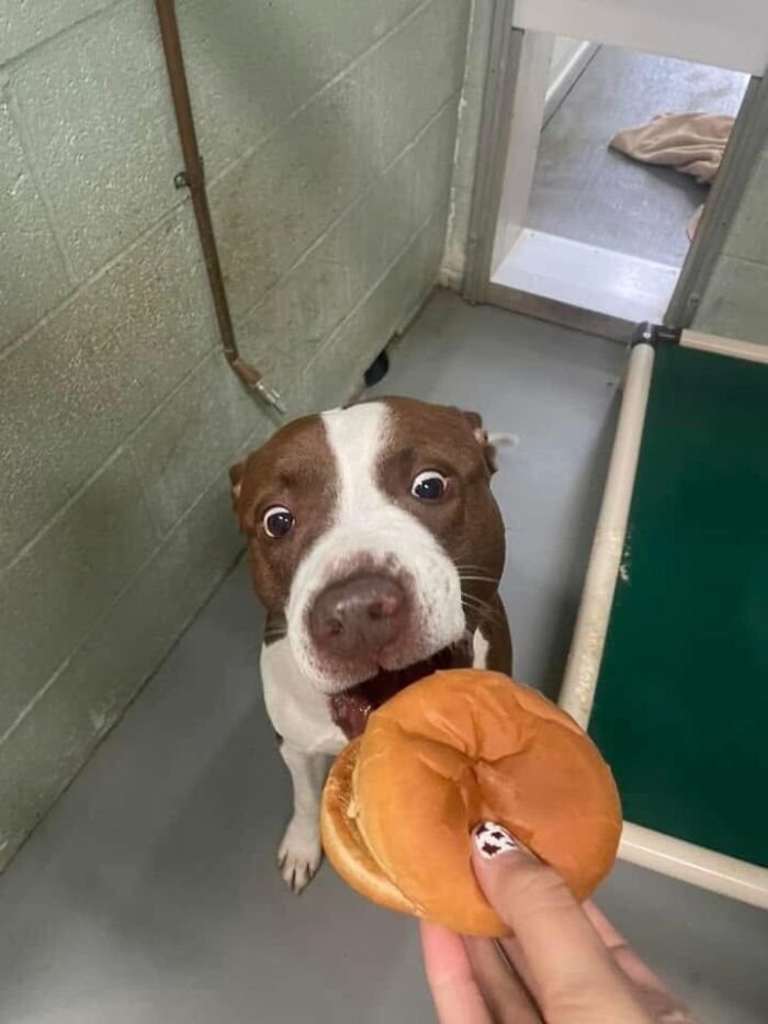 A brown and white shelter dog with wide eyes eagerly anticipates a hamburger, displaying an excited reaction.