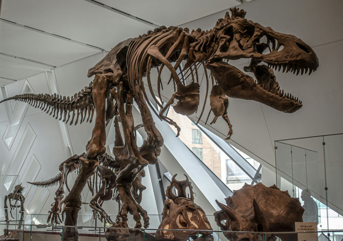 Large dinosaur skeletons displayed in a museum exhibit, including a T-Rex, representing prehistoric life and challenging notions of wife material.