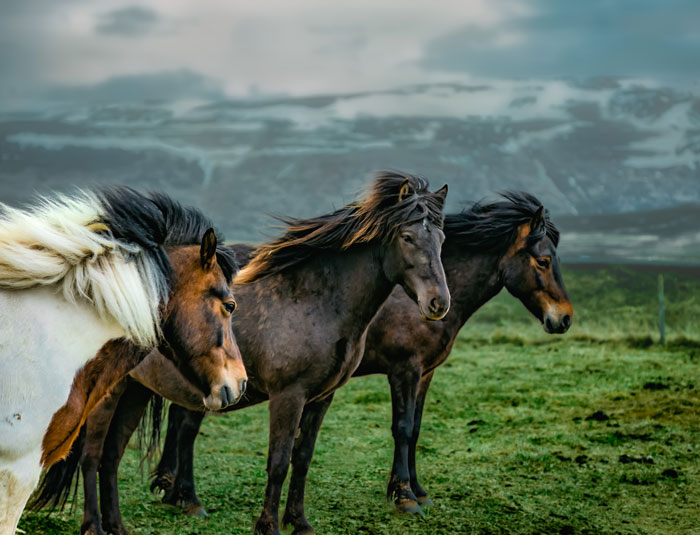 Why Do Horses Just Let Us Ride On Their Backs? Are They Stupid?
