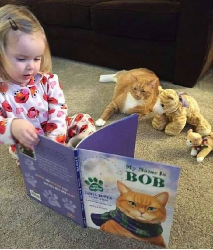 A little girl reading a book about a cat, with a real orange cat and cat toys nearby in a delightful cat pic.