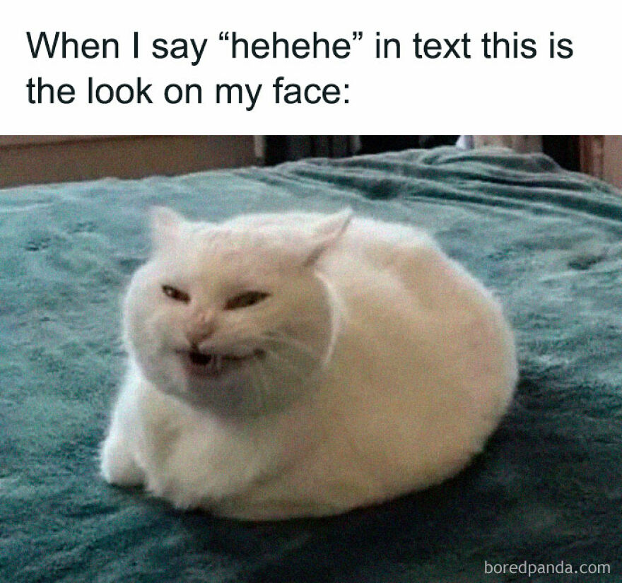 An animal meme featuring a white cat with a smug expression, illustrating the look on someone's face when texting hehehe.