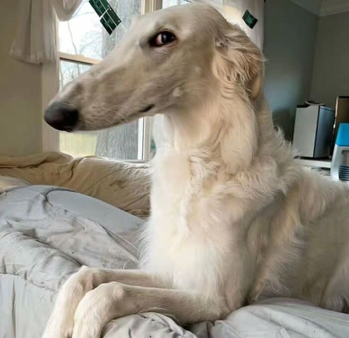 An elegant Borzoi dog with long white fur lying on a bed, looking off to the side, showcasing an artistic dog image.