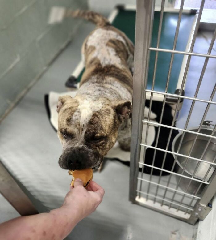 Shelter dog happily eating a hamburger from a hand, showing its appreciation for the treat.