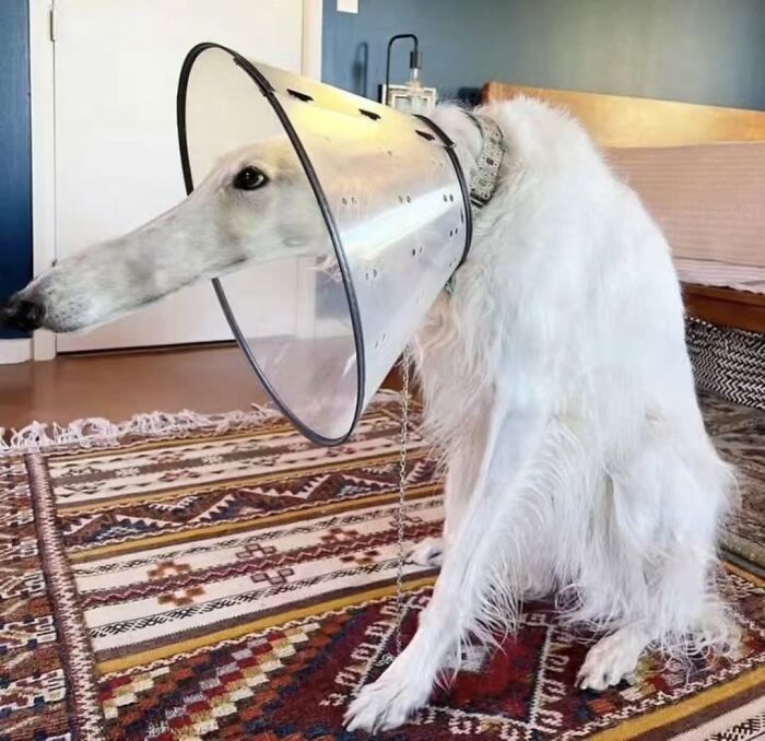 Absurd pure photography of a dog with an exceptionally long snout wearing a cone.