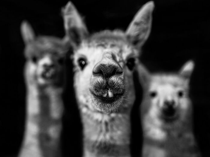 Three alpacas with a curious expression, captured in a perfectly timed street photo in Paris.