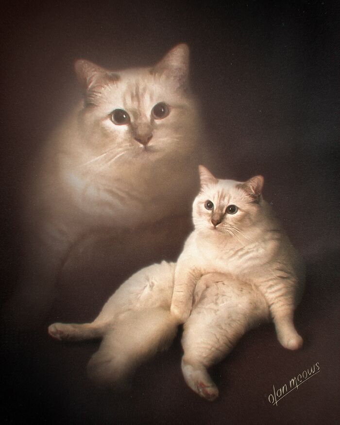 Hilarious 80s portrait of a fluffy white cat with a faded ghostly image above, capturing the pet in a retro style.