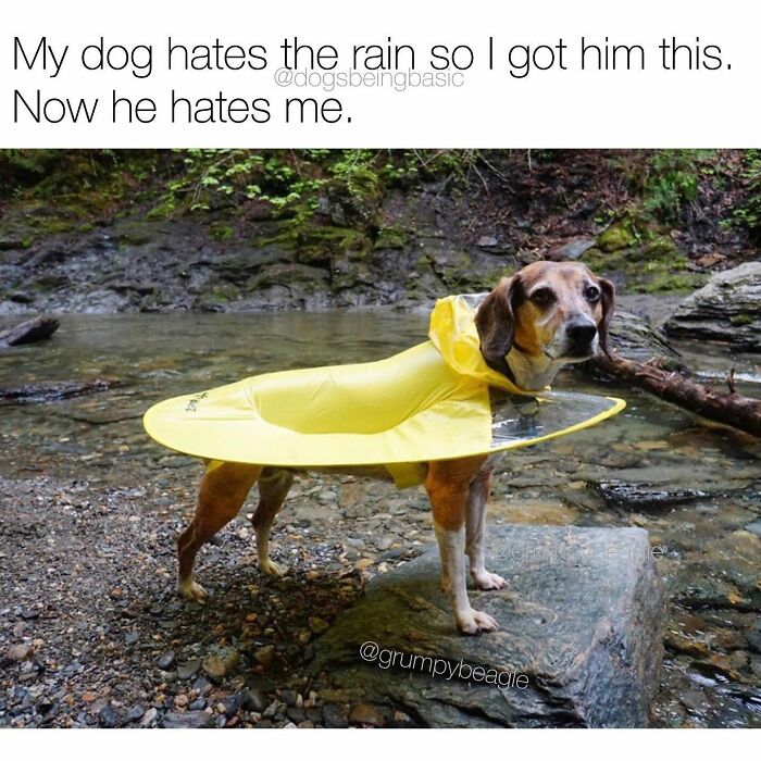 Funny dog meme about a dog wearing a yellow rain poncho.
