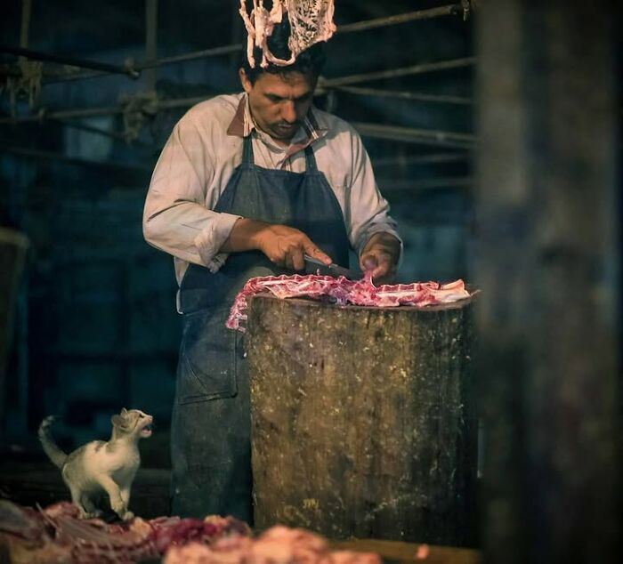 “The Secret Lives Of India’s Street Cats”: 24 Heartwarming Photos That Turn Everyday Felines Into Unforgettable Stars