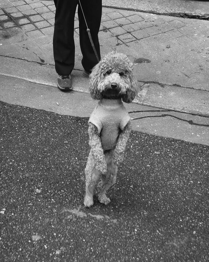 A small poodle on its hind legs wearing a sweater, on a leash next to a person, in a Paris street photo.
