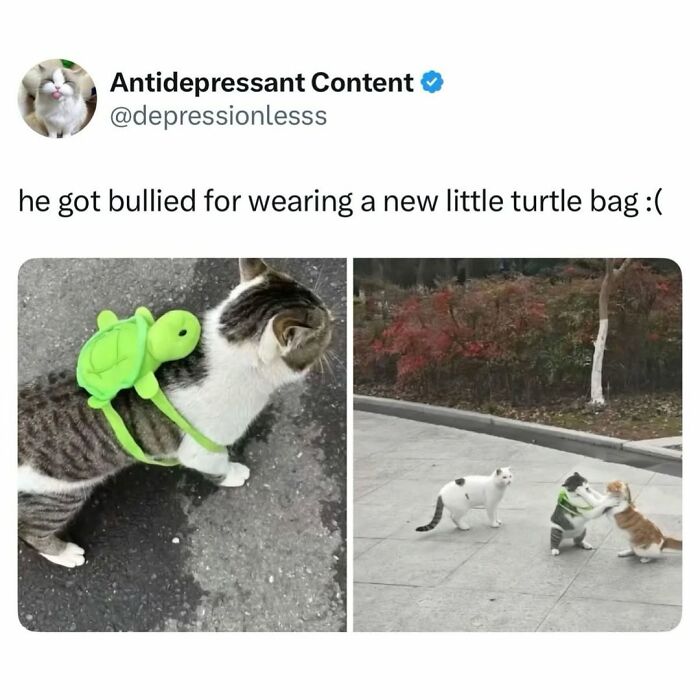 A cat wearing a turtle backpack gets confronted by other cats, a cat meme about a tiny four-legged menace.