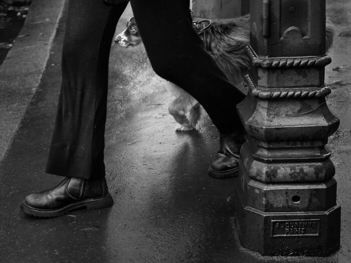 A person walking with a dog past a decorative street lamp, a perfectly timed street photo from Paris.