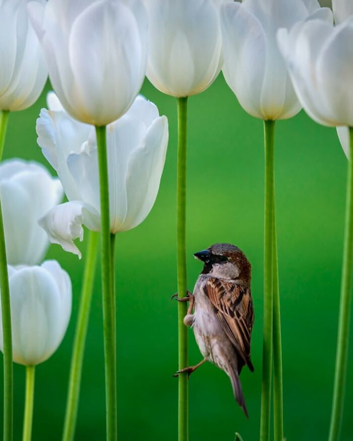 Murat Bakmaz captures the beauty of everyday life: A small bird perched on the stem of a white tulip against a green background.