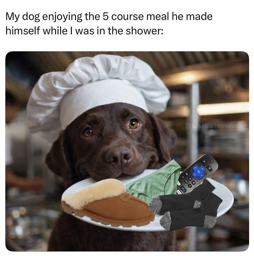 Humorous animal meme showing a dog in a chef hat holding a plate of random items, a relatable animal moment.