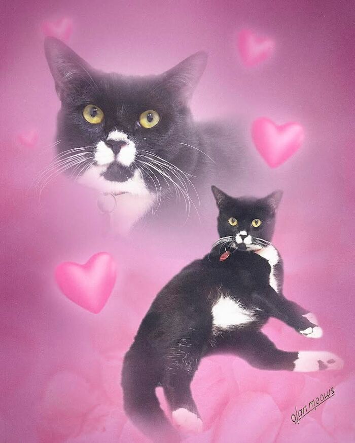 Hilarious 80s portrait of a black and white cat with hearts and a romantic pink background.