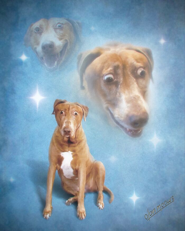 Hilarious 80s portrait of a dog sitting, with two ghostly dog heads and stars in a blue background.
