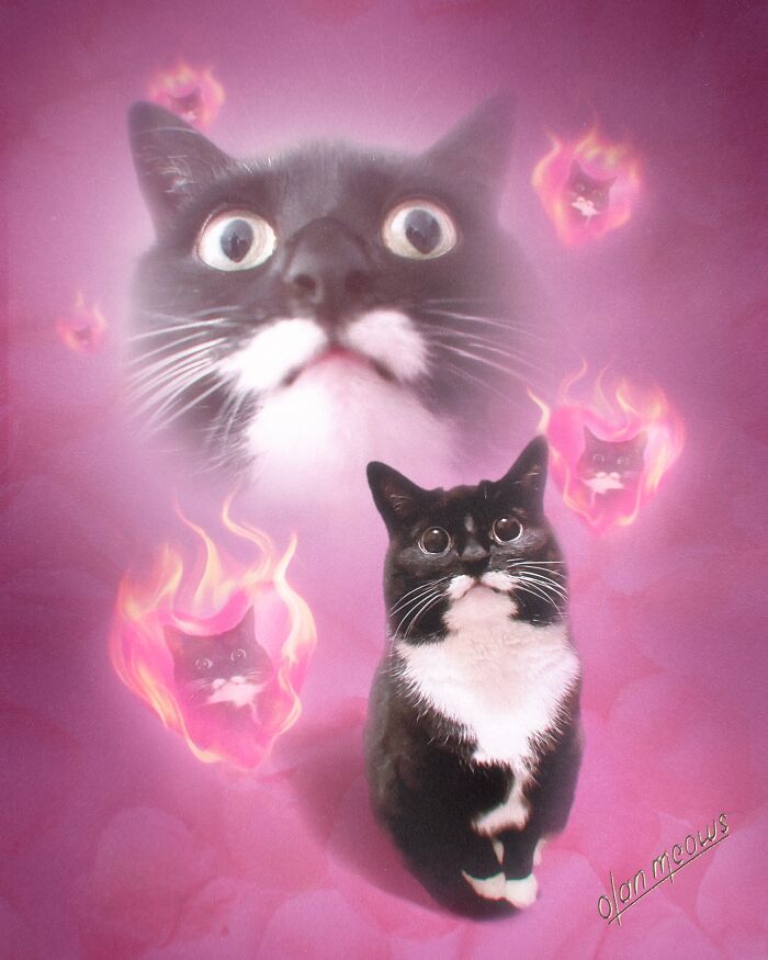 Hilarious 80s portrait of a black and white cat, surrounded by smaller cat faces in pink flames.