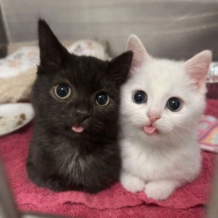Adorable black and white kittens sticking their tongues out in a cute Cat Memes moment.