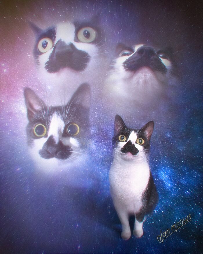 A black and white cat featured in an over-the-top 80s portrait, surrounded by cosmic imagery and multiple cat faces.