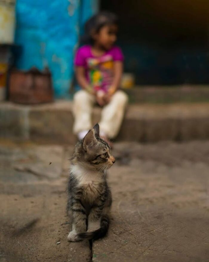 “The Secret Lives Of India’s Street Cats”: 24 Heartwarming Photos That Turn Everyday Felines Into Unforgettable Stars